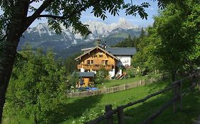Fesengut